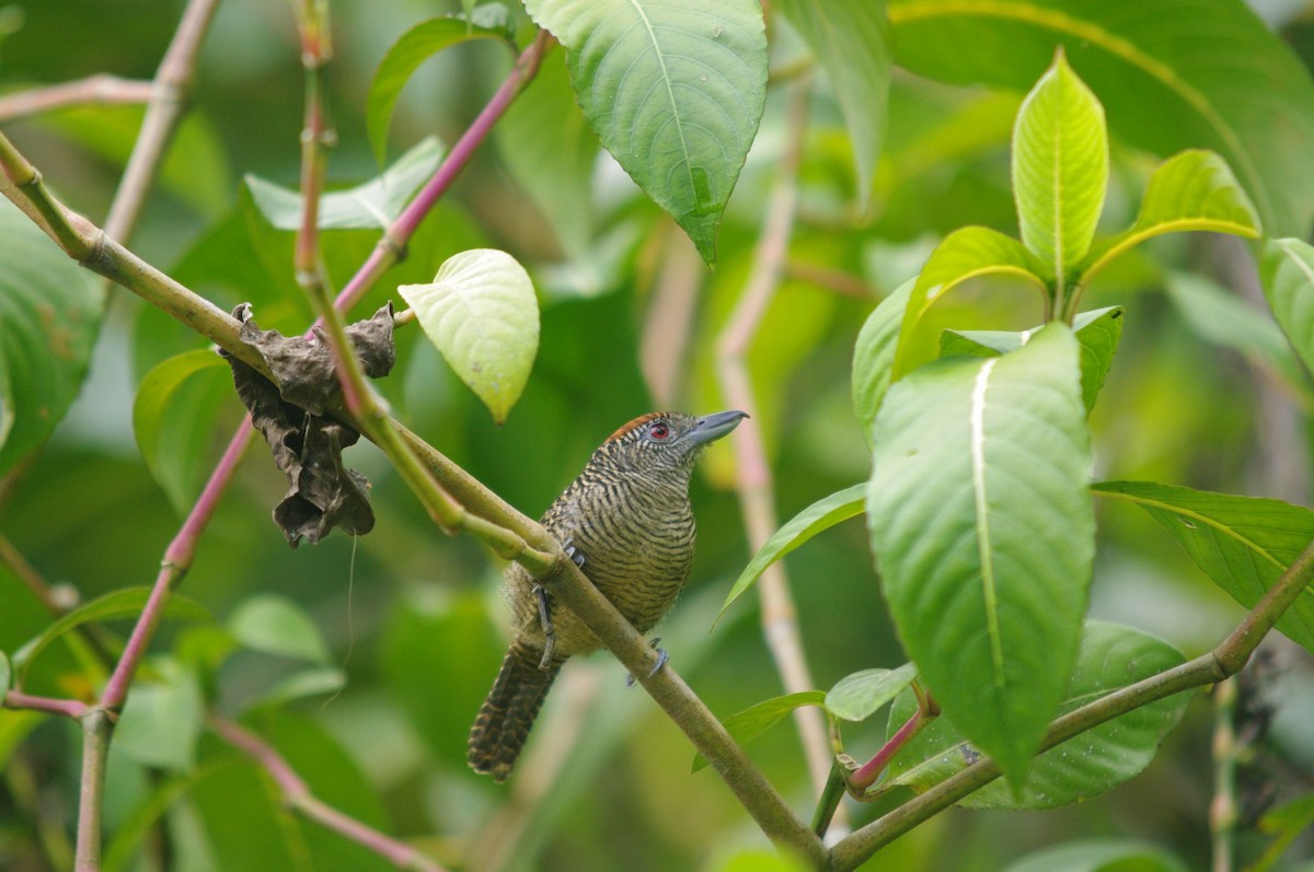 Fasciated Antshrike - ML473129981