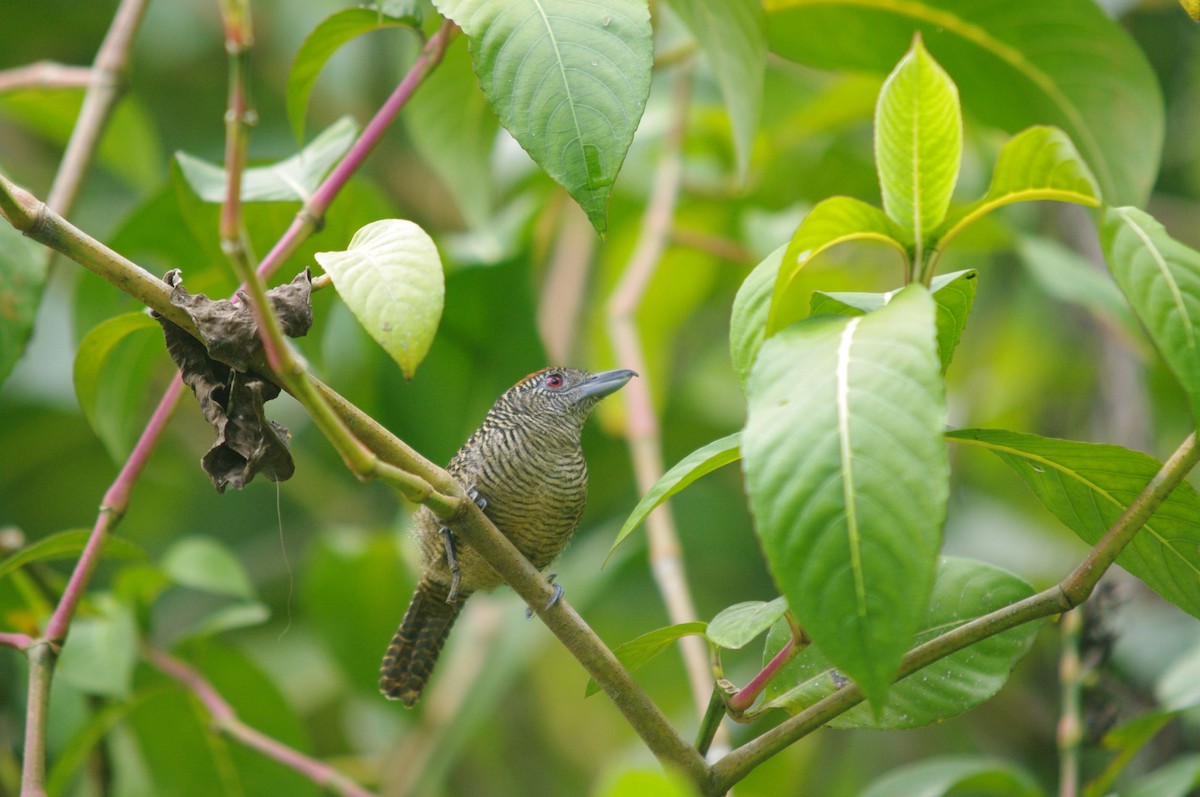 Fasciated Antshrike - ML473129991