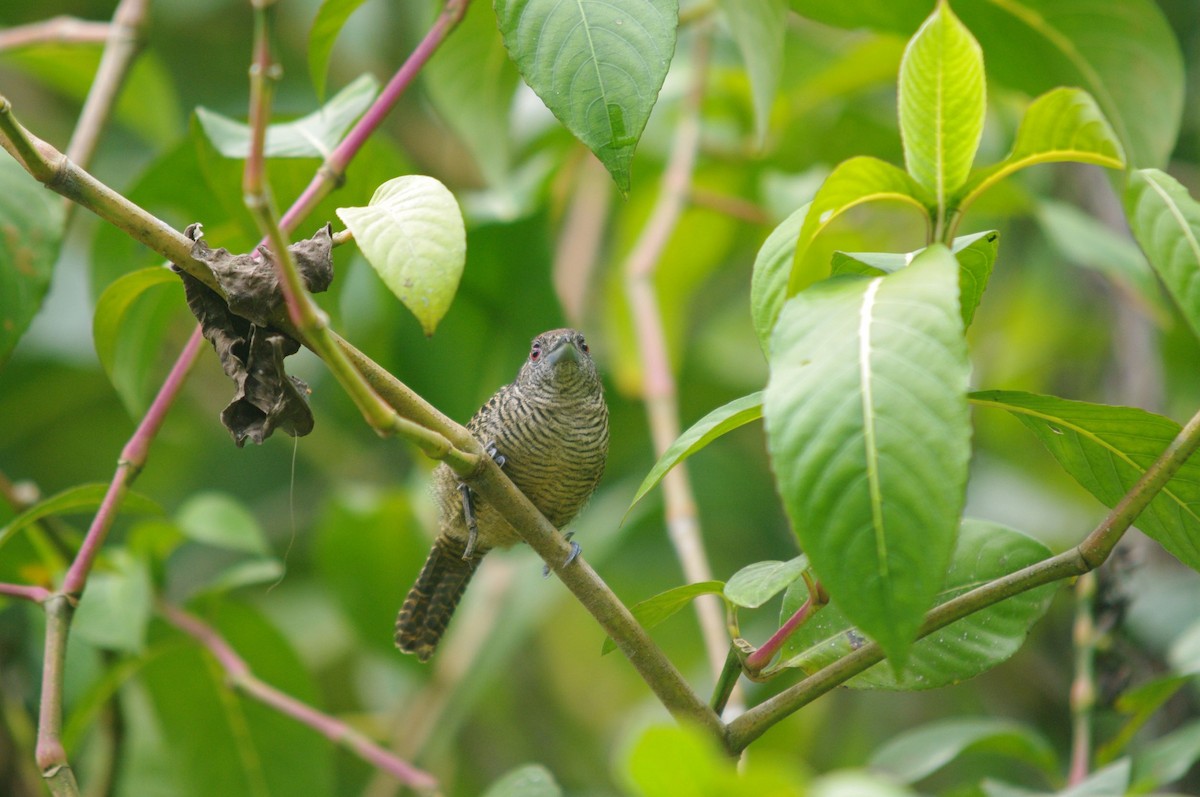 Fasciated Antshrike - ML473130031