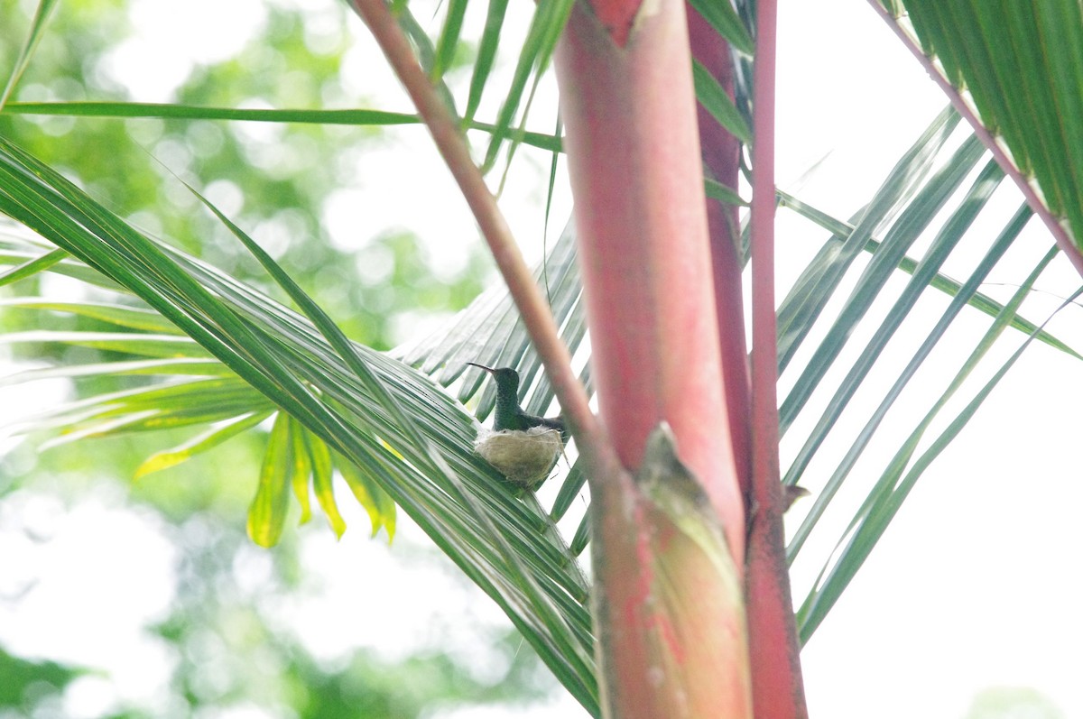 Rufous-tailed Hummingbird - ML473130121