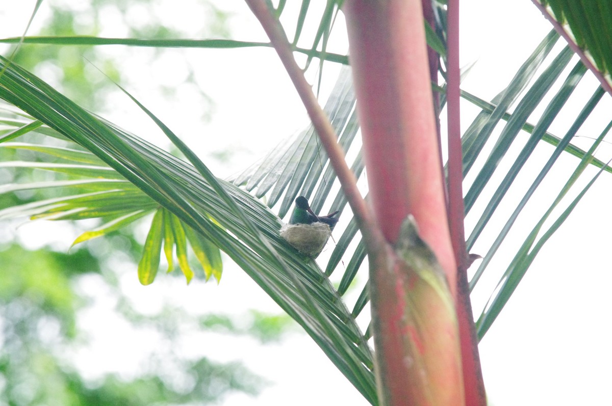 Rufous-tailed Hummingbird - ML473130131