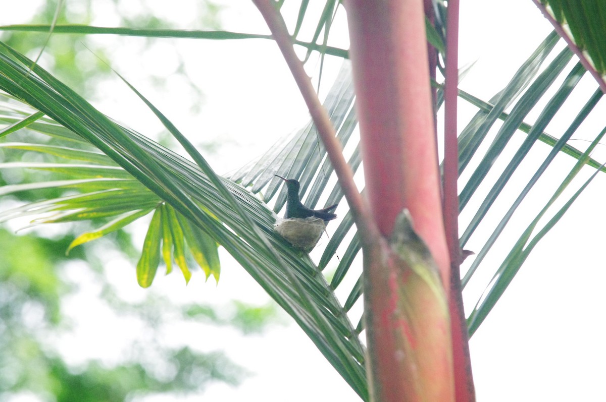 Rufous-tailed Hummingbird - ML473130141