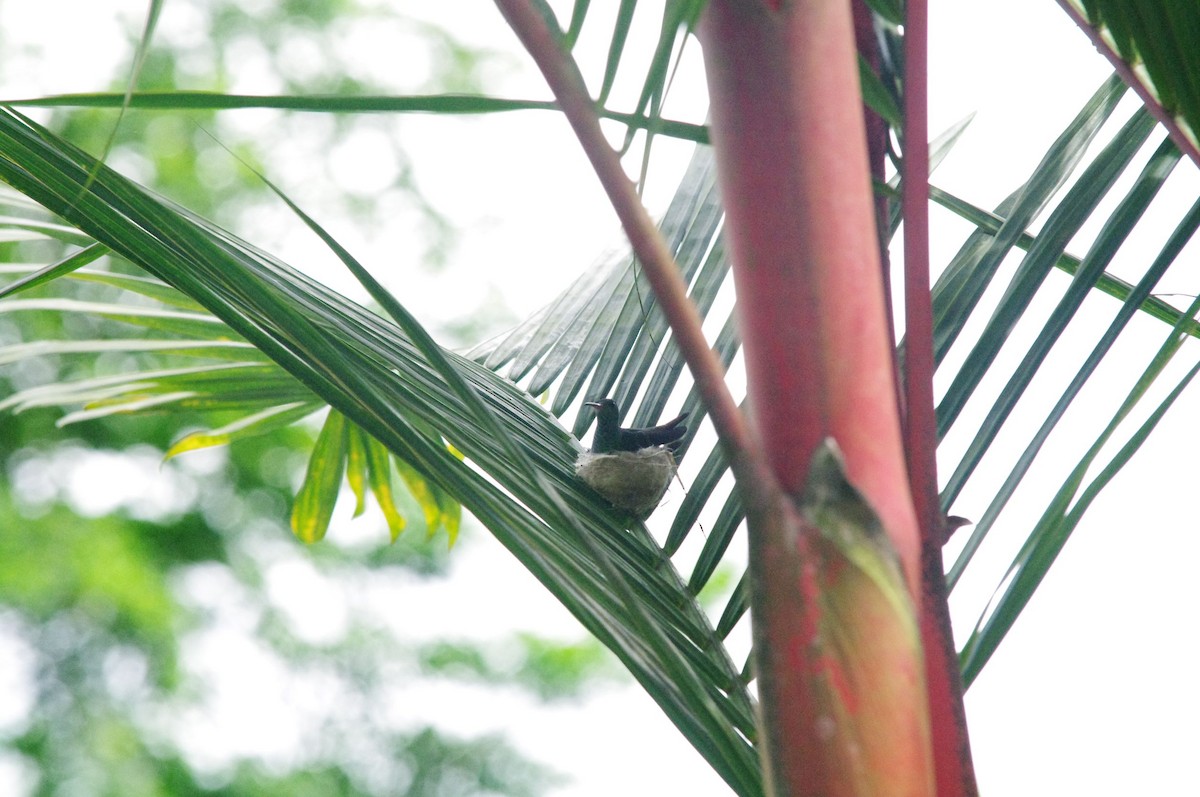 Rufous-tailed Hummingbird - ML473130161