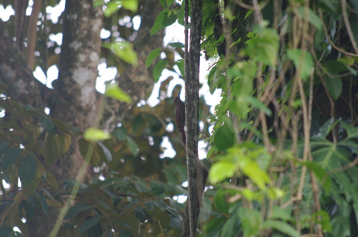 Northern Barred-Woodcreeper - ML473130281