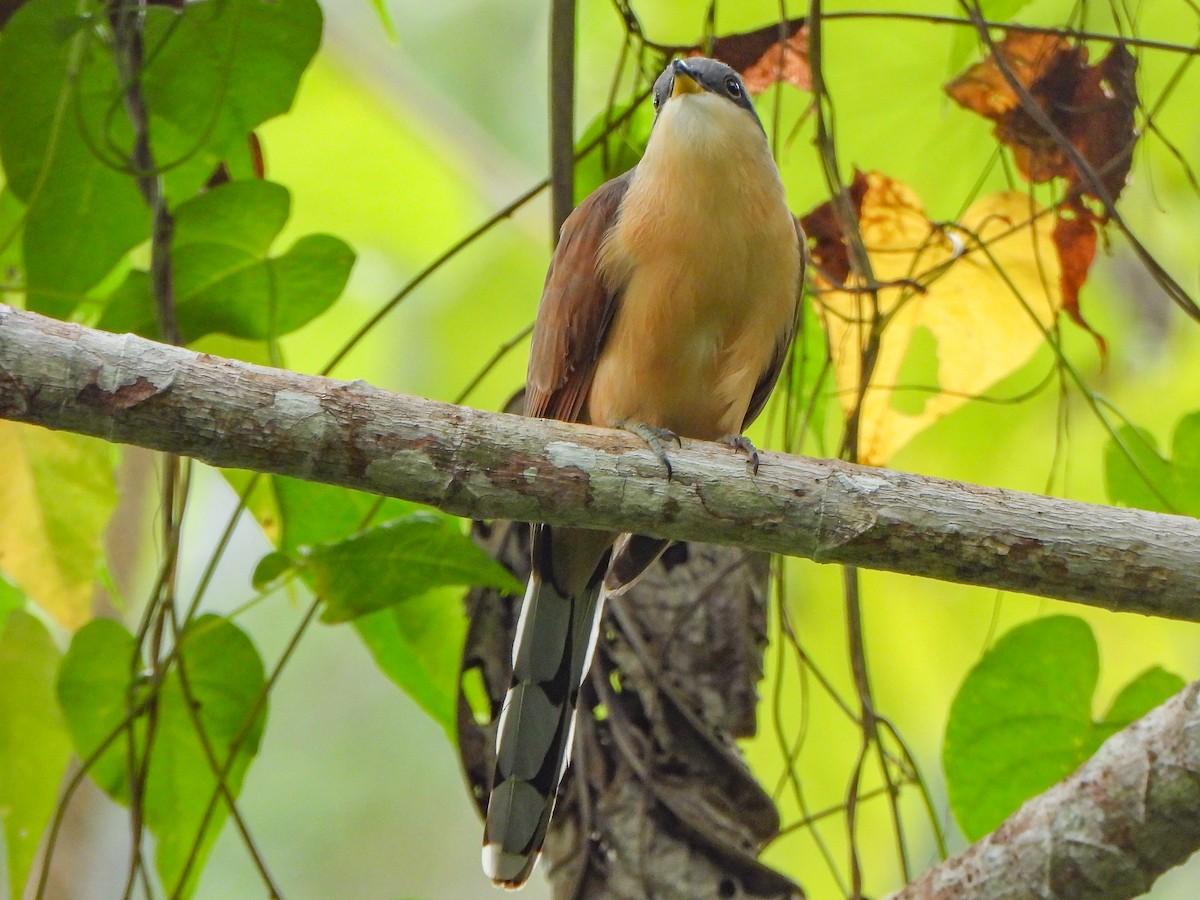 Cocos Cuckoo - ML473130771