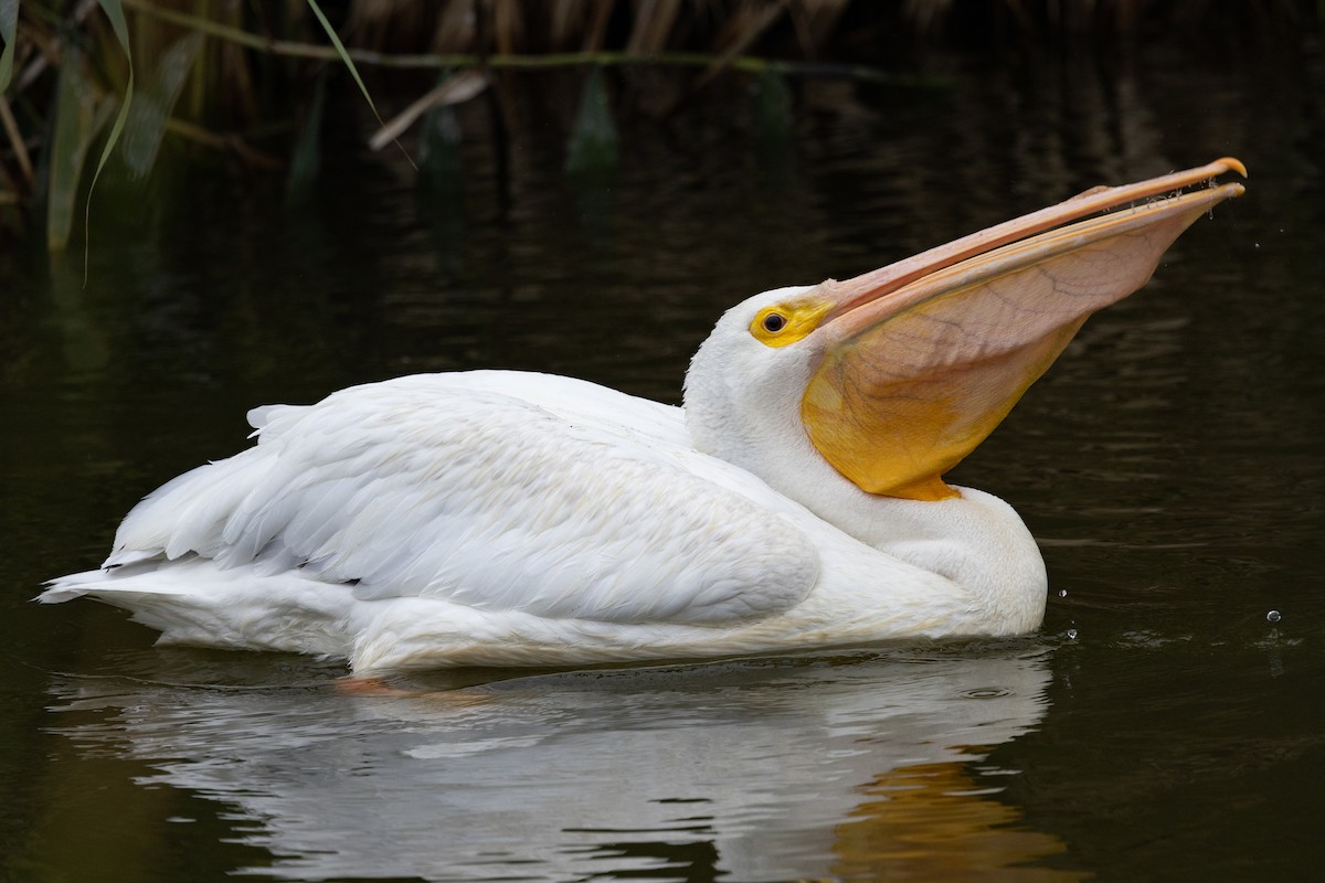 American White Pelican - Loni Ye