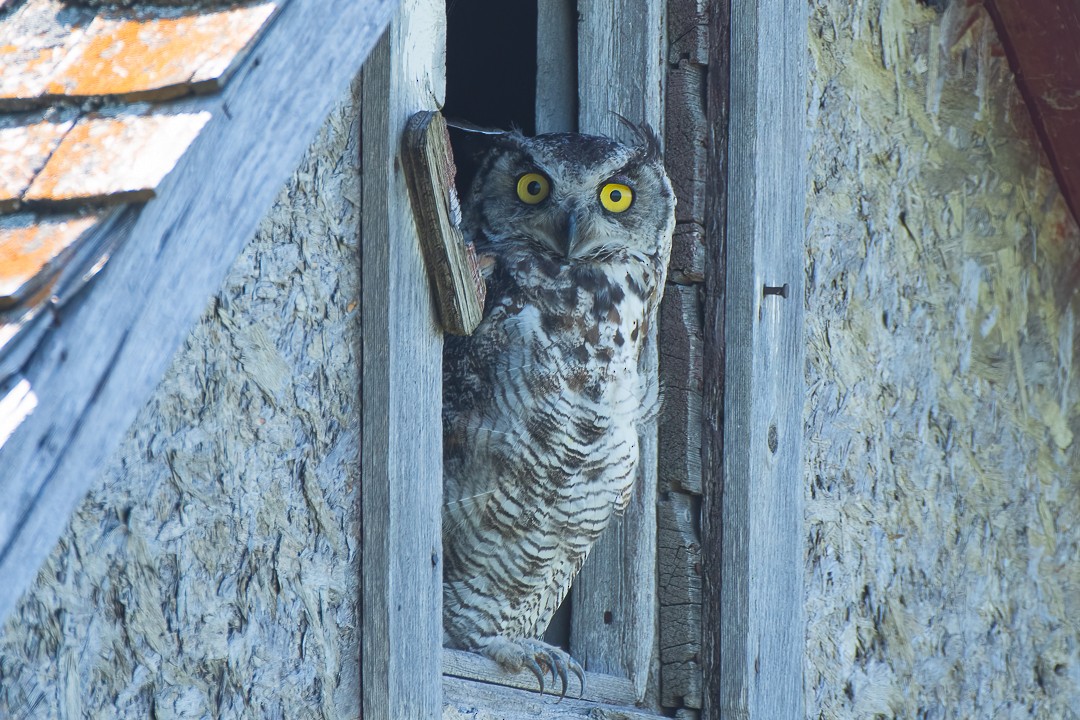 Great Horned Owl - ML473131421