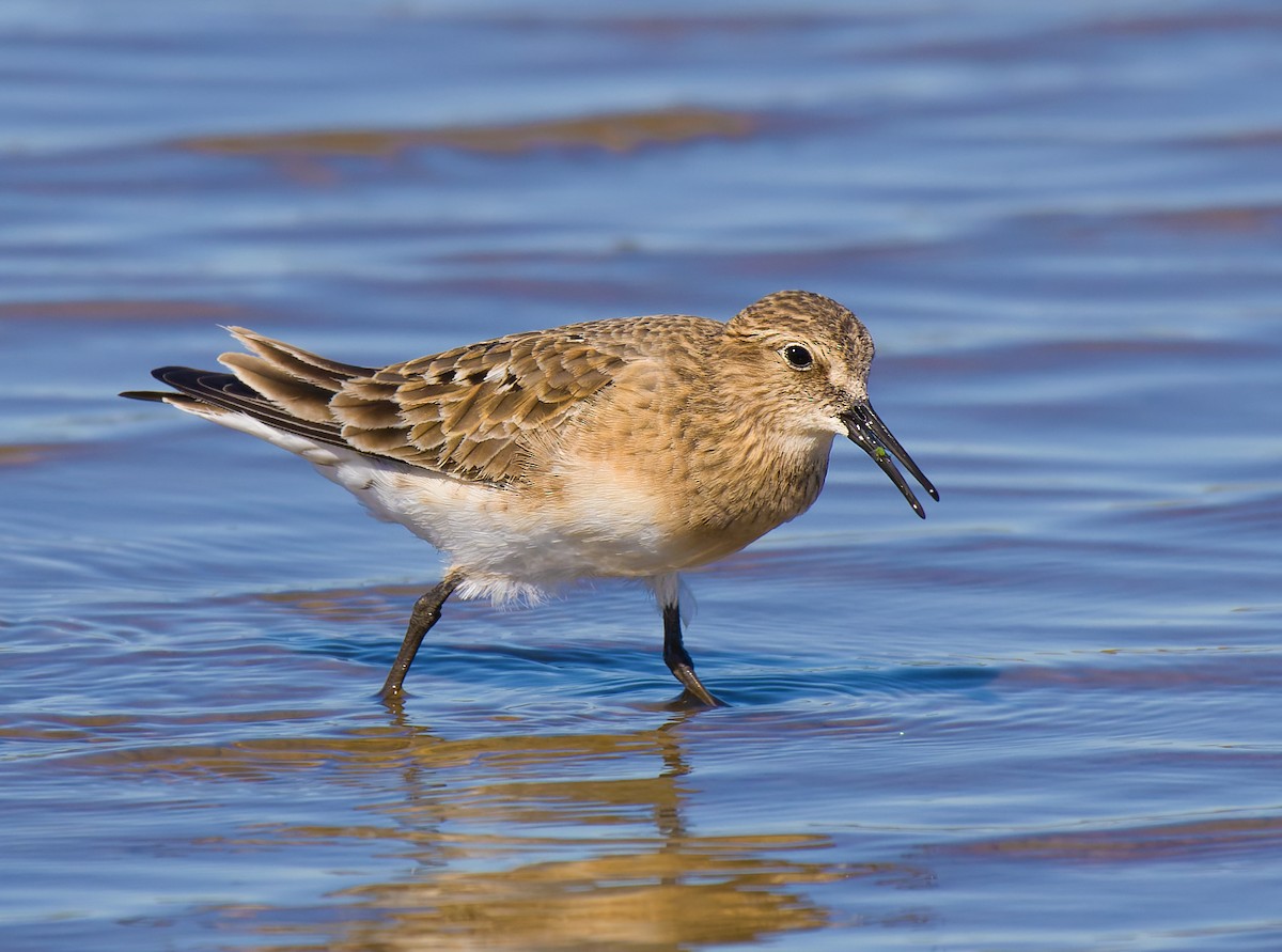 Baird's Sandpiper - Nick Saunders