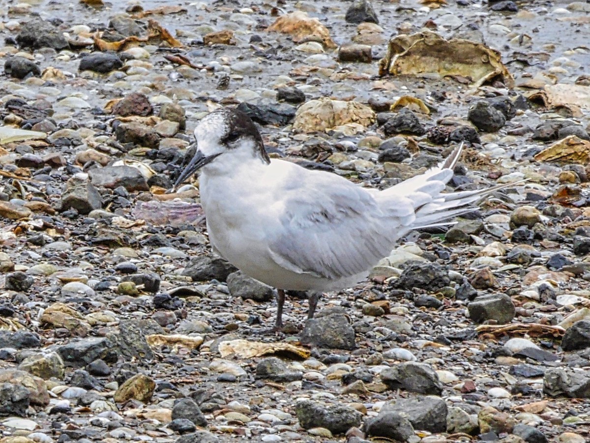 White-fronted Tern - ML473131811