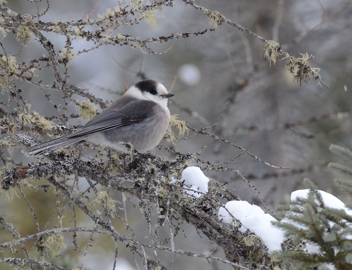 Canada Jay (Boreal) - ML47313201