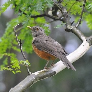 drozd rezavobřichý - ML473132681