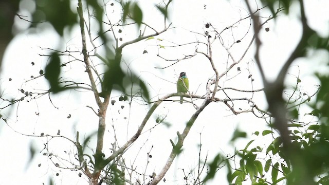 Kara Kulaklı Barbet - ML473133