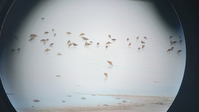 Hudsonian Godwit - ML473133691