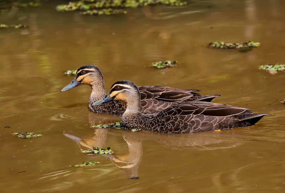 Pacific Black Duck - Hickson Fergusson