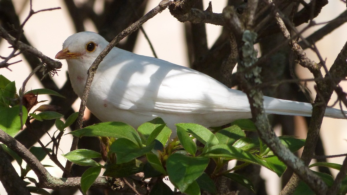 drozd rezavobřichý - ML473134661