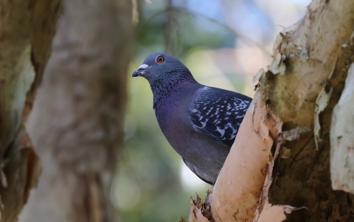 Rock Pigeon (Feral Pigeon) - Hickson Fergusson