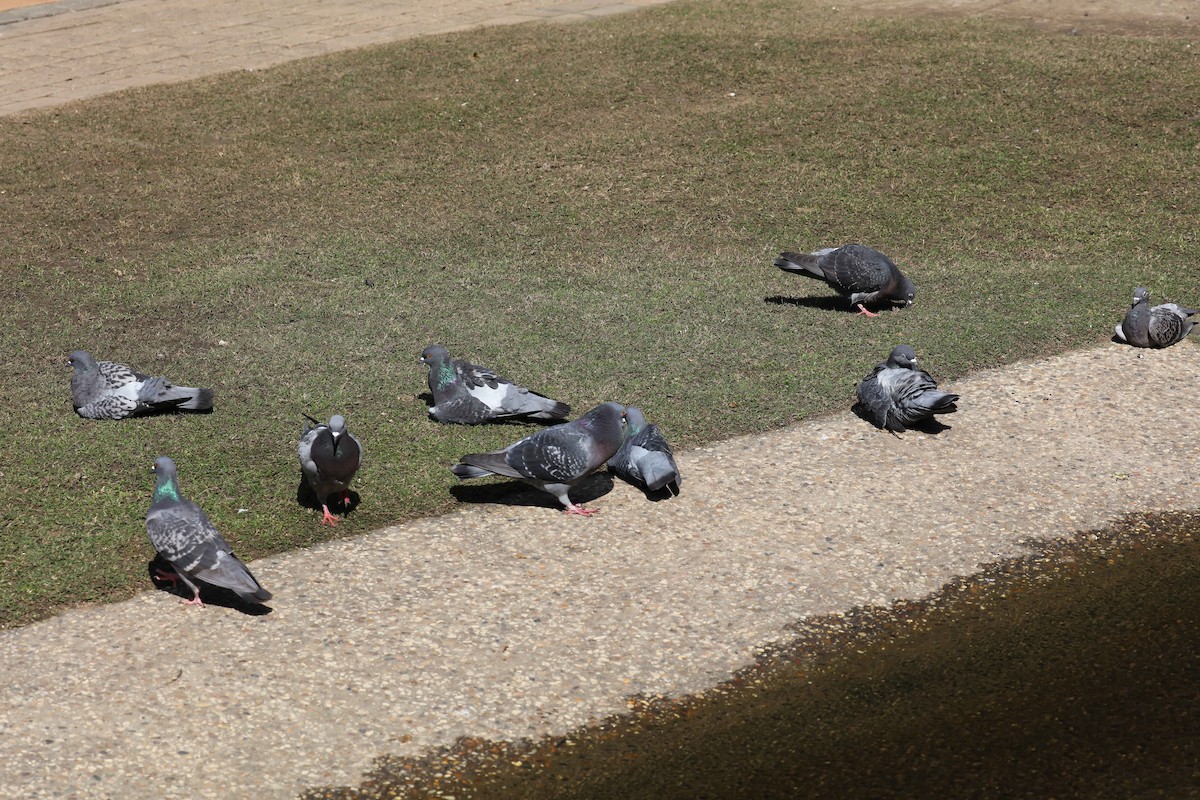 Rock Pigeon (Feral Pigeon) - Hickson Fergusson