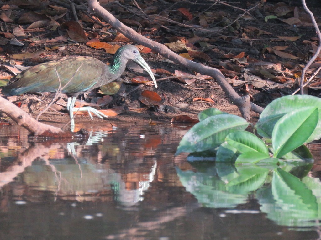 grønnakkeibis - ML473135141