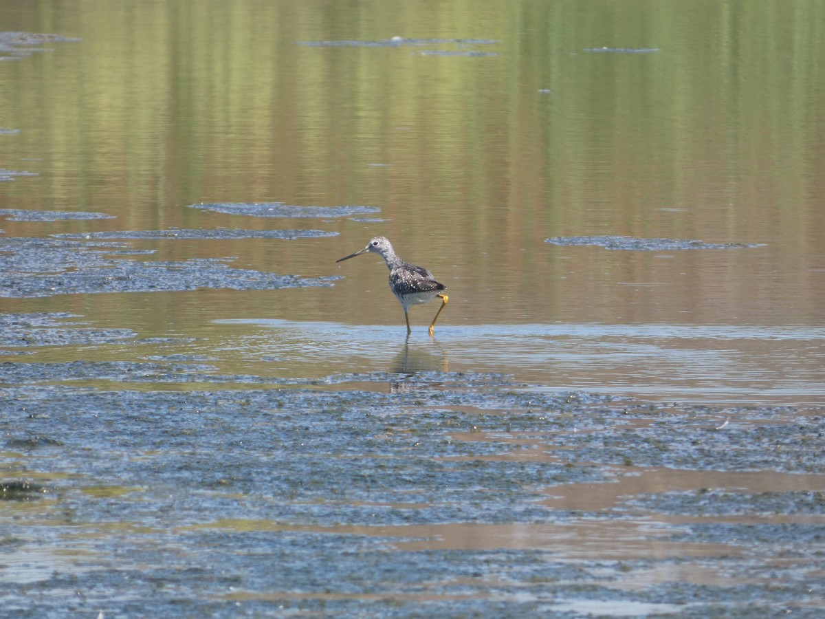 Lesser/Greater Yellowlegs - Javier Greenway