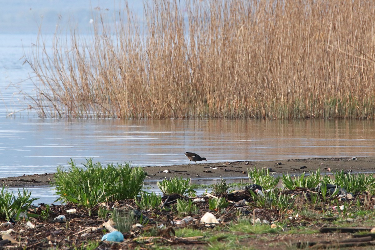 Eurasian Moorhen - ML473136931