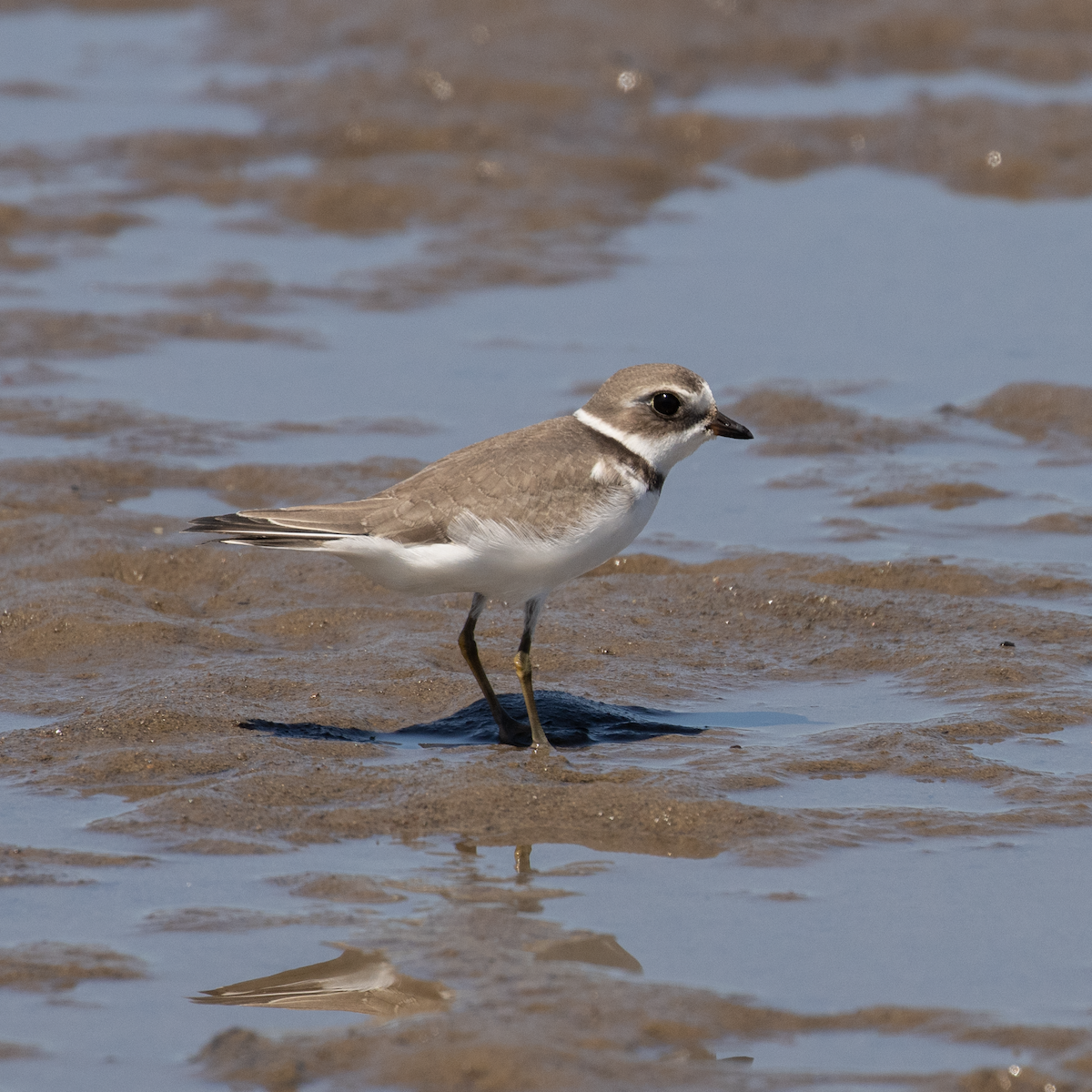 Semipalmated Plover - ML473138481
