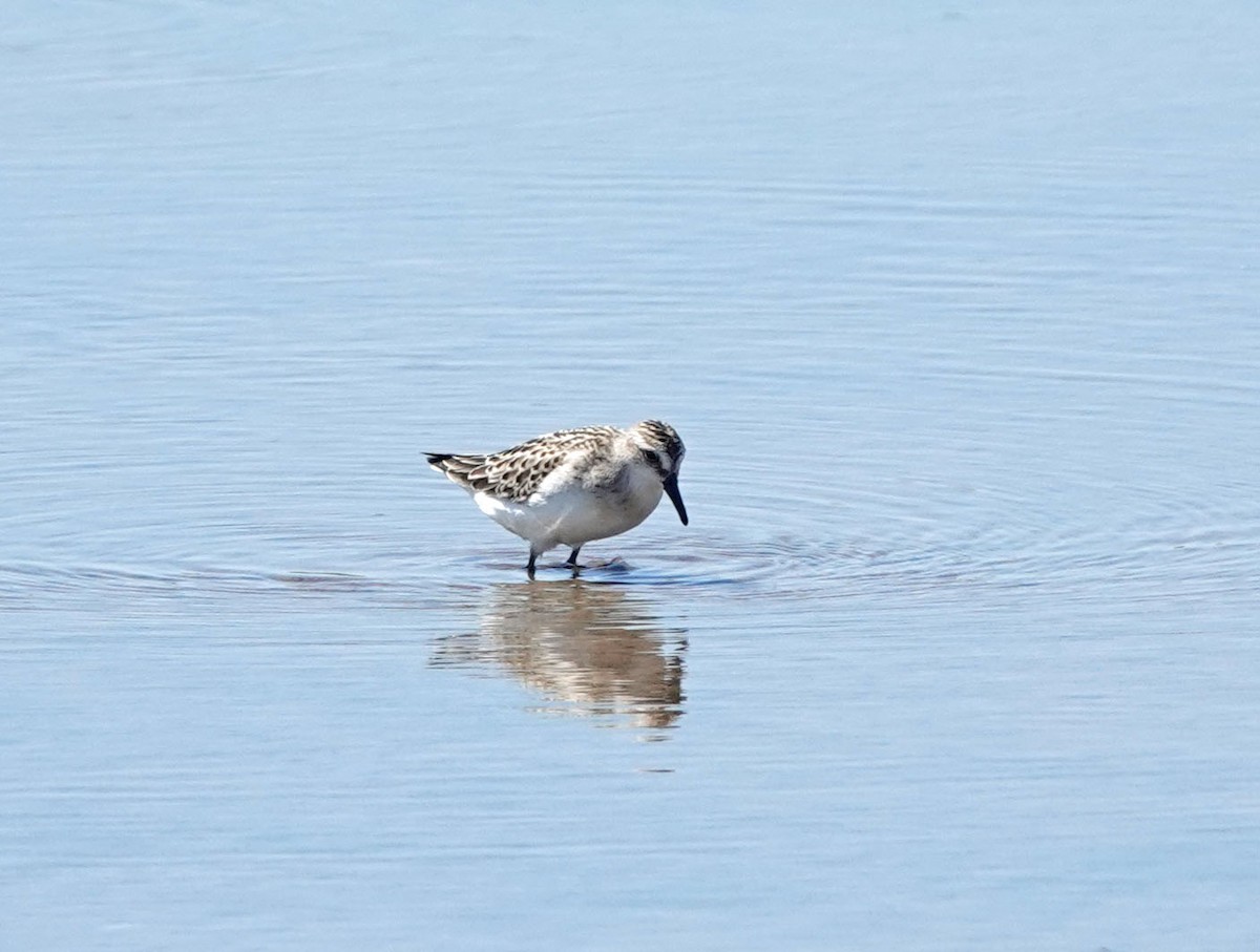 Semipalmated Sandpiper - ML473139361