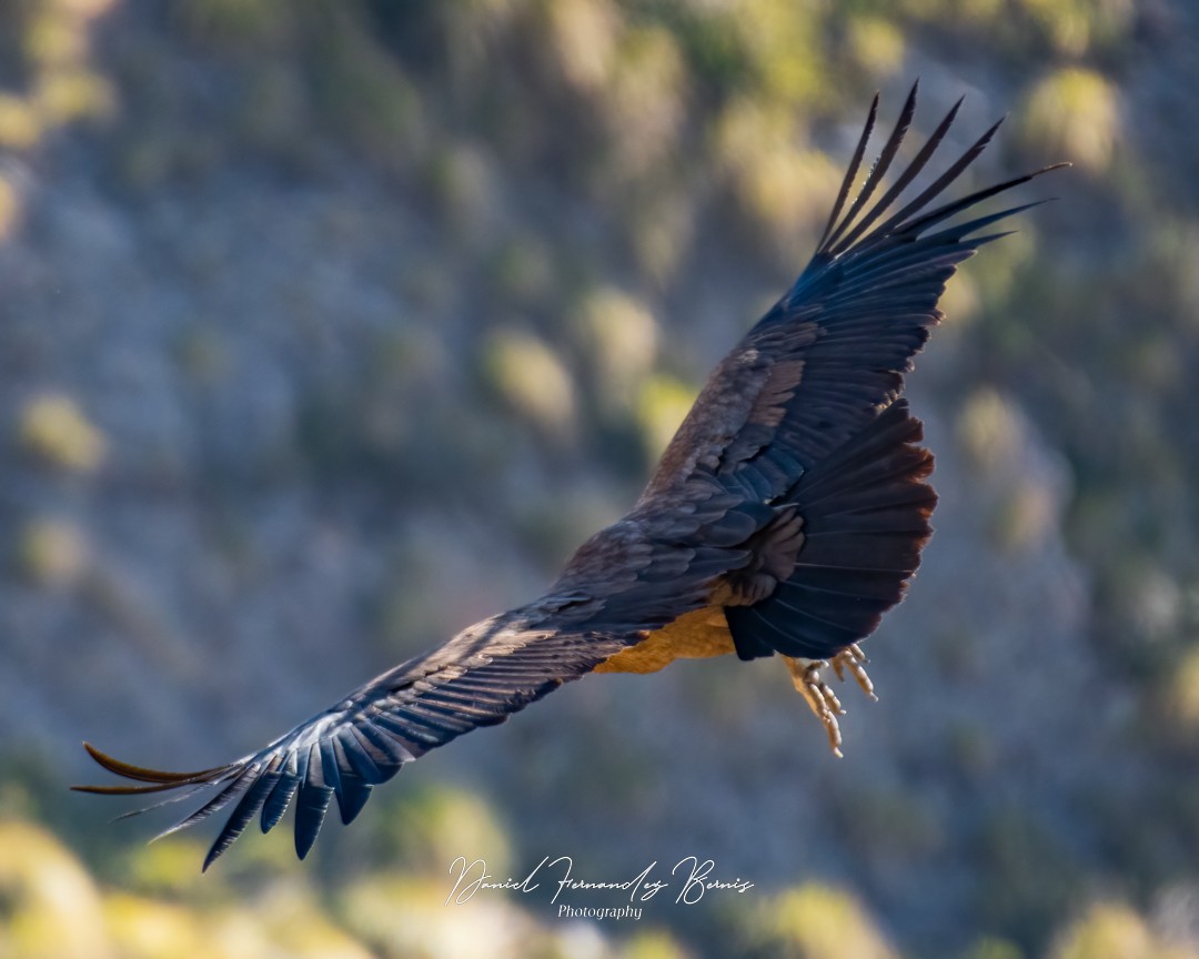 Andean Condor - Daniel Fernandez Bernis