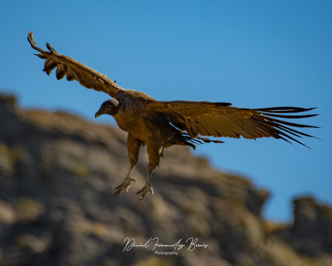 Condor des Andes - ML473140211