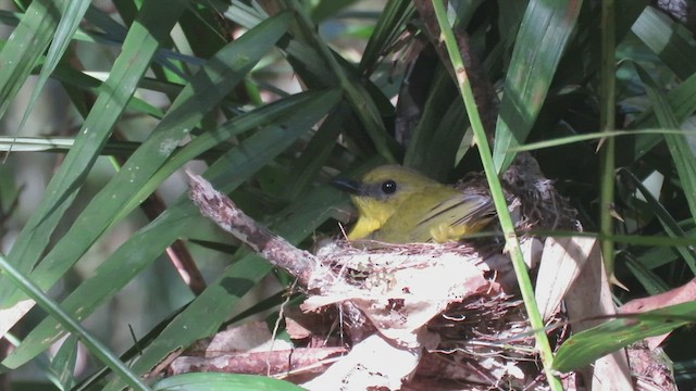 Bornean Whistler - ML473140491