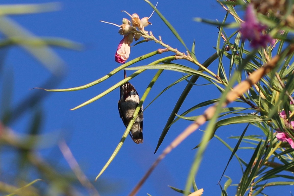 Calliope Hummingbird - Alex Harman