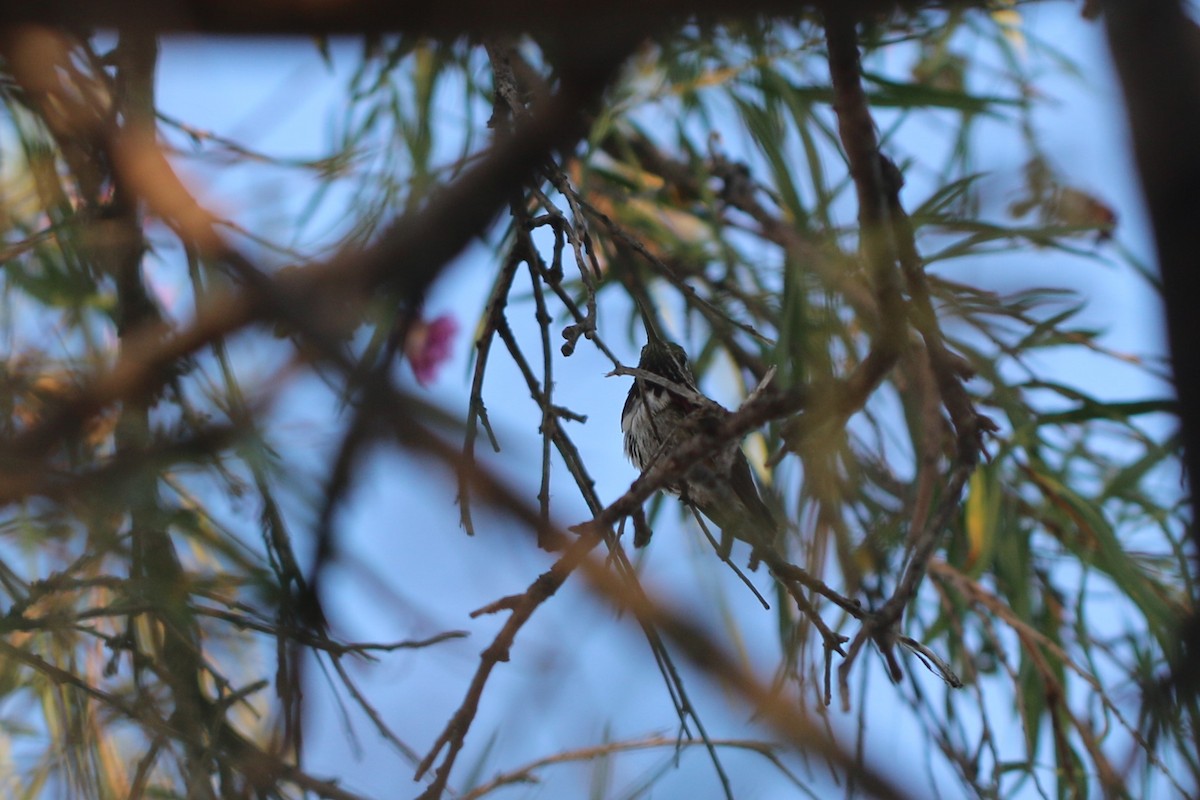 Calliope Hummingbird - Alex Harman