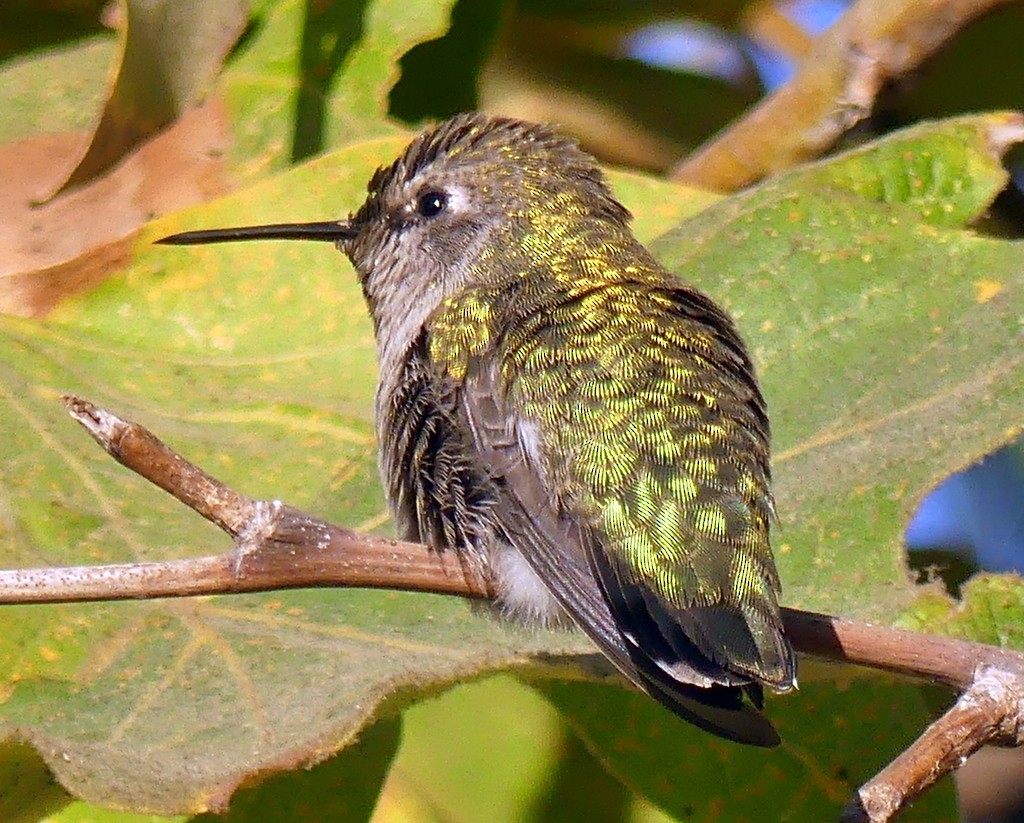 Anna's Hummingbird - Femi Faminu