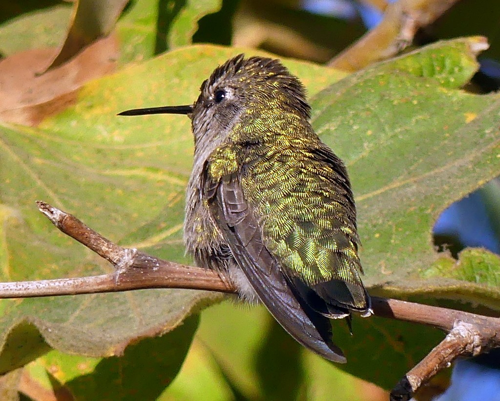 Anna's Hummingbird - Femi Faminu