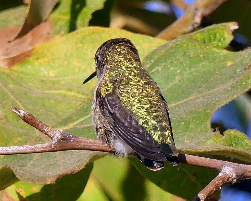 Colibrí de Anna - ML473144041