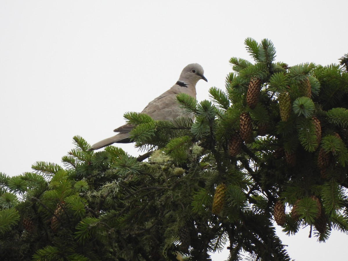 Eurasian Collared-Dove - E Foote