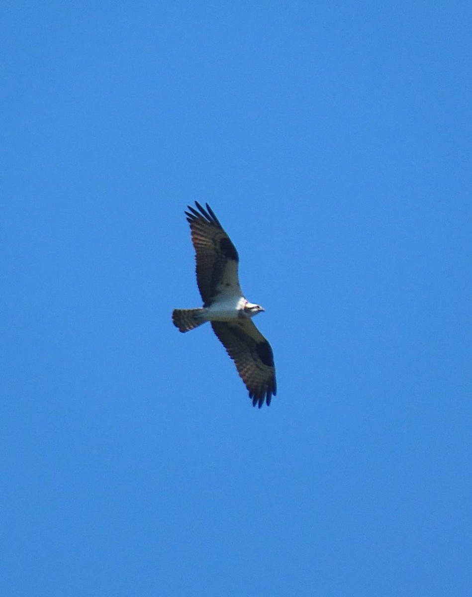 Águila Pescadora - ML473149851