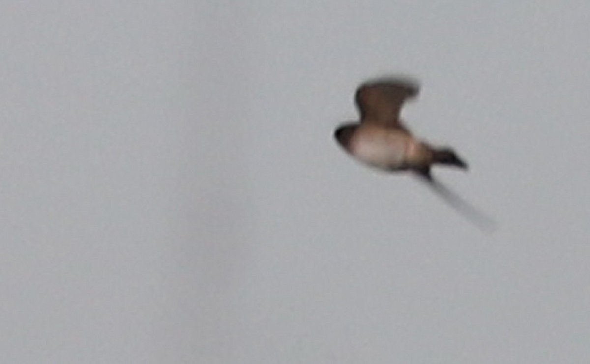 Cliff Swallow (pyrrhonota Group) - ML473150521