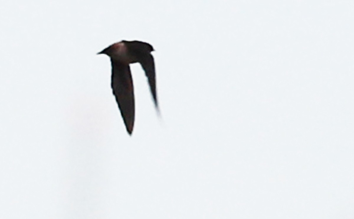 Cliff Swallow (pyrrhonota Group) - ML473150541