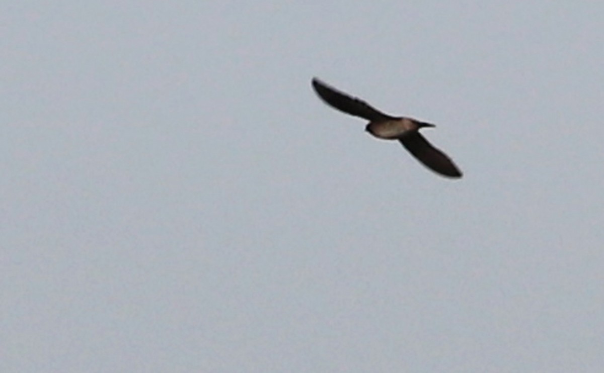 Cliff Swallow (pyrrhonota Group) - ML473150571