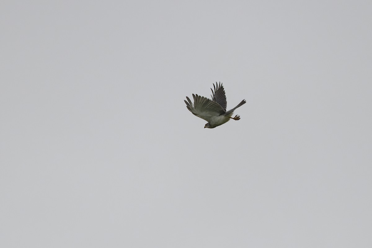 Gray Goshawk - Ken Crawley