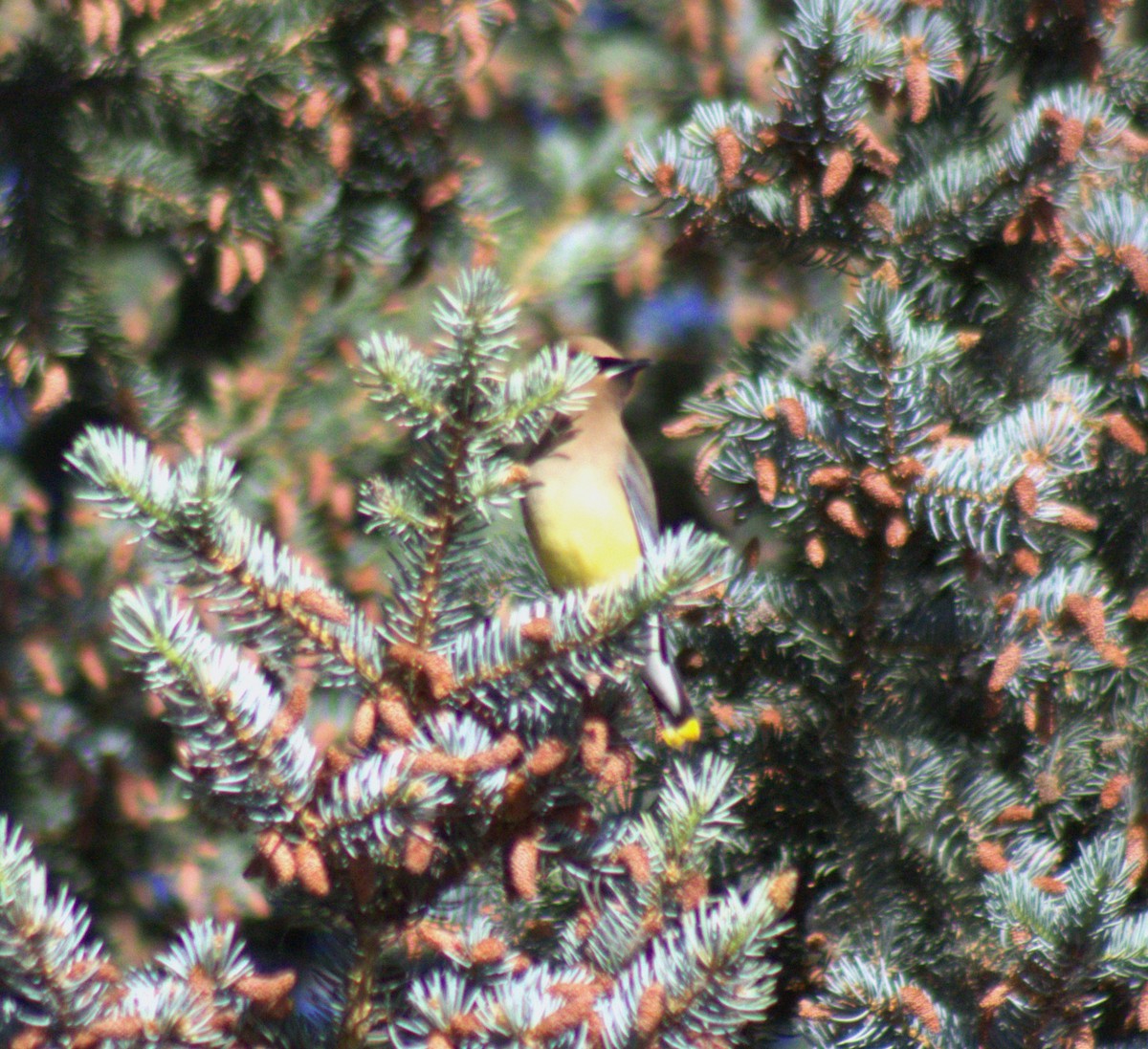 Cedar Waxwing - ML473151111