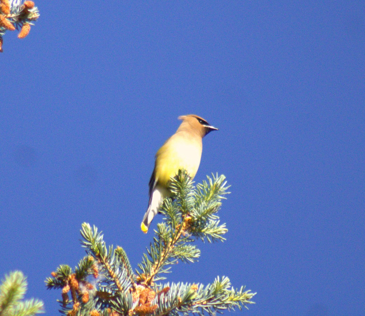 Cedar Waxwing - ML473151171