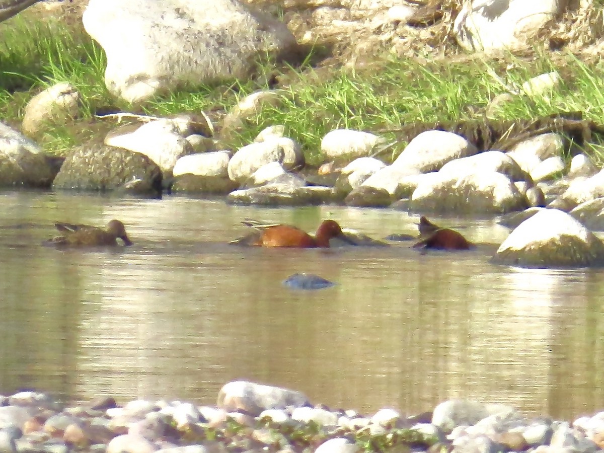 Cinnamon Teal - Babs Buck