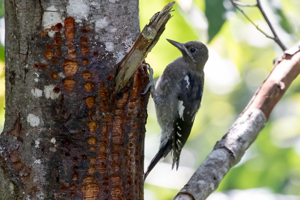 Red-breasted Sapsucker - ML473152411