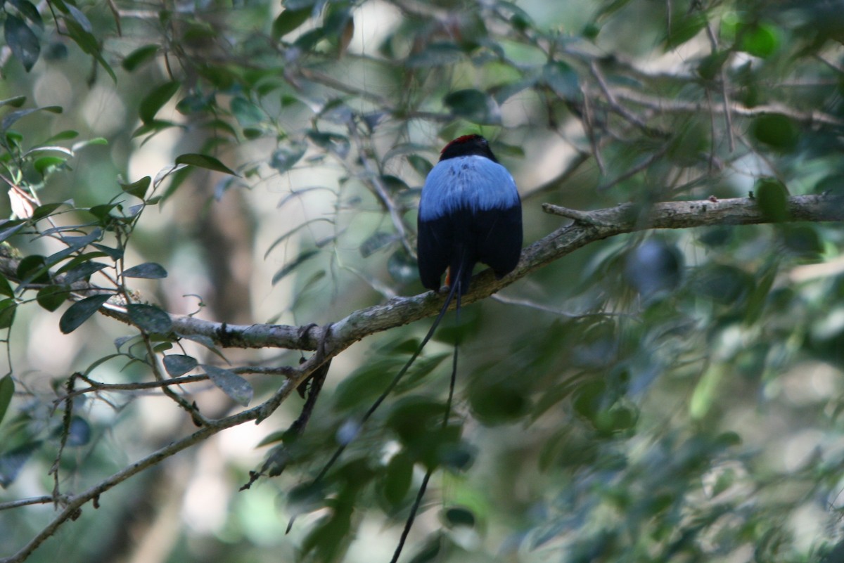 Long-tailed Manakin - Plamen Peychev