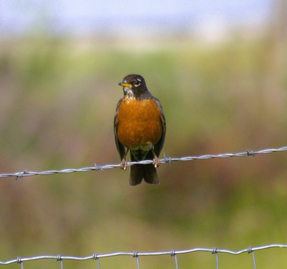 American Robin - ML473153511