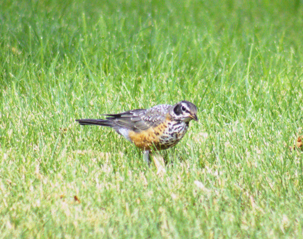 American Robin - ML473153561