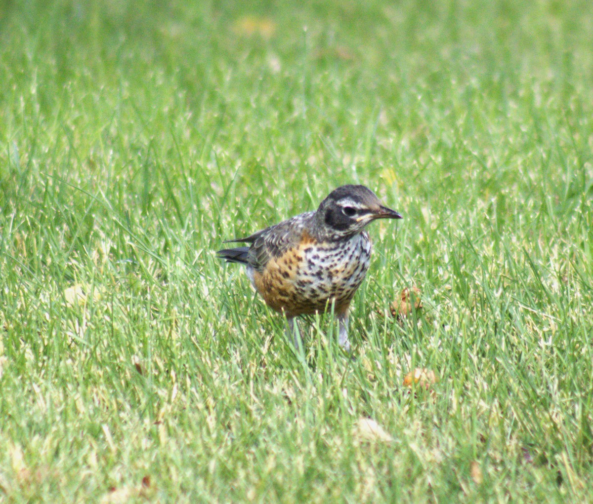 American Robin - ML473153581