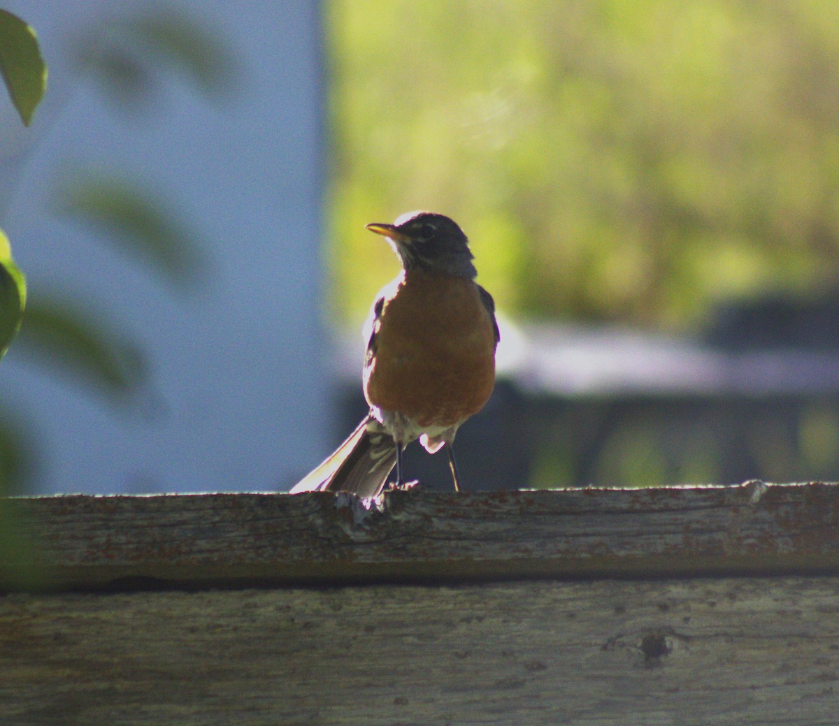 American Robin - ML473153591