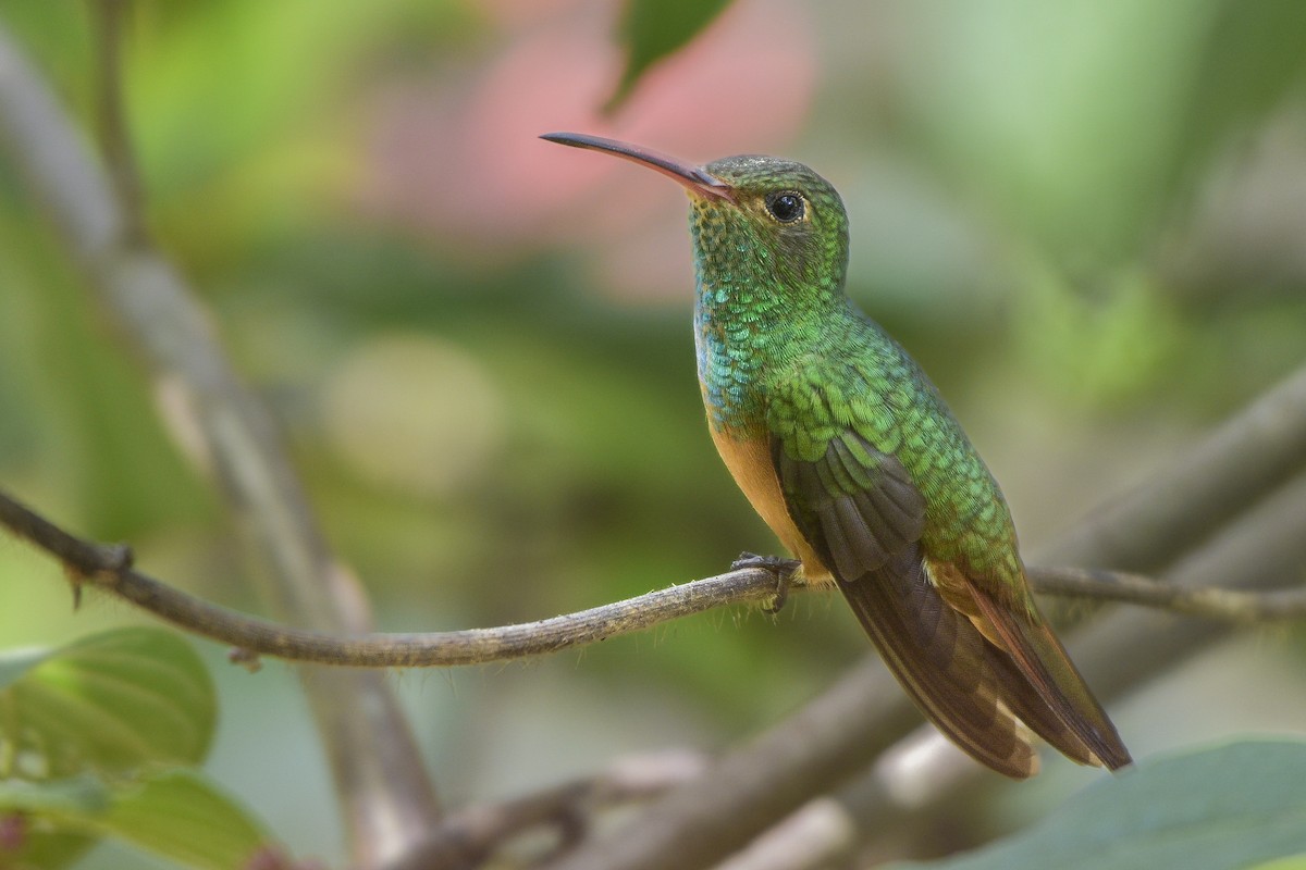 Buff-bellied Hummingbird (Yucatan) - ML473154401